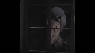 shoebill stork stare