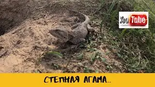 Ящерица/ Степная Агама/ Перевал Малайсары/
