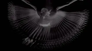 Mediccal Noise - Fly