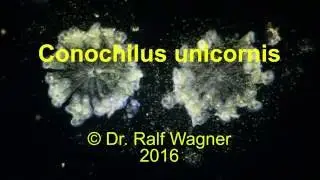 The Rotifer Conochilus unicornis