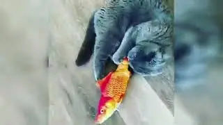 Roba da gatti 3