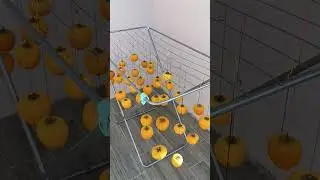 Лазаревское. 16 октября. Сушу хурму.