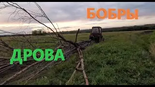 БОБРЫ ГОТОВЯТ ДРОВА