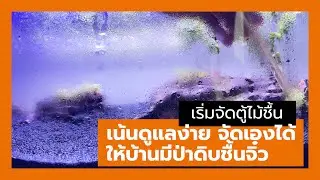 จัดตู้ไม้ชื้น แบบง่ายๆ แต่งบ้านให้มีสีเขียว #bikbenlee