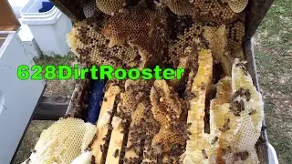 Cardboard Nucleus Hive Warning and Frameless Hive Box Cleanup Plus Flow Hive Frame Quick Look