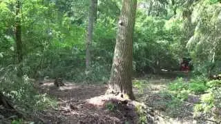 Tree Motion Sensors used during treepulling
