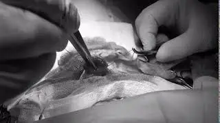Removing a stone from cat's bladder!