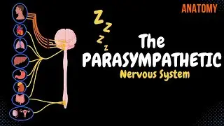 Parasympathetic Nervous System (EASY SCHEME)