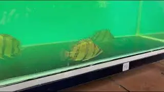 Ikan DATZ NTT (North Thailand Tigerfish)