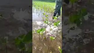 Рыбалка на тайменя.