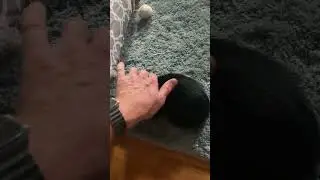 Sable getting some loving pets from papa.