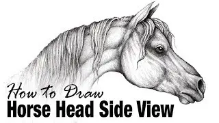 How to Draw a Horse Head, Side View - Arabian Horse