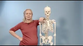 Kroppens knokler - en puggevideo