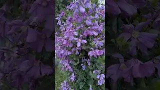 Шикарный клематис Память Сердца ♥️ #garden #дача