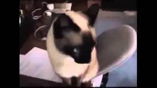 лучшие приколы над животными