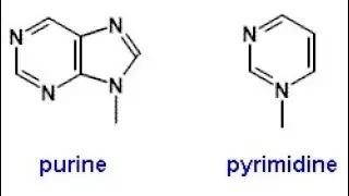 Trick to learn purines and pyrimidine [NEET]