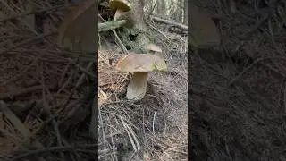 Я обожнюю збирати Білі Гриби 😎