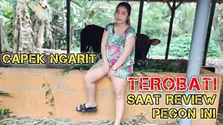 HABIS CARI RUMPUT GO REVIEW PEGON DORO 14,5 JETI,,,
