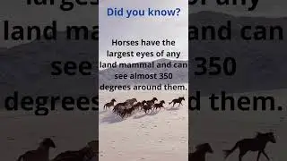 Horses #Horses, #EquestrianLife, #HorseLovers