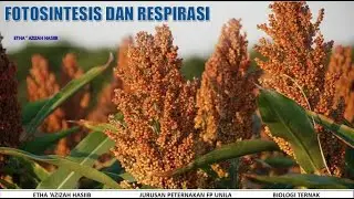 FOTOSINTESIS DAN RESPIRASI