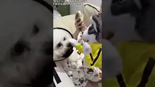 Собака боксёр.