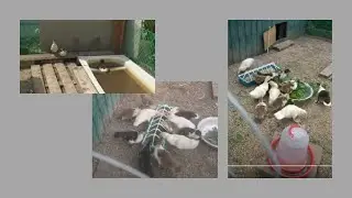 Утиные будни 🦆🦆🦆 