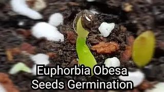 Euphorbia Obesa Germination