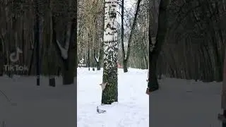 Белки в парке играют в догонялки.