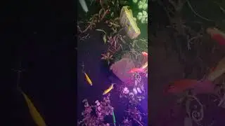 Kasih makan ikan Glowfish #ikan #glowfish #aquascape