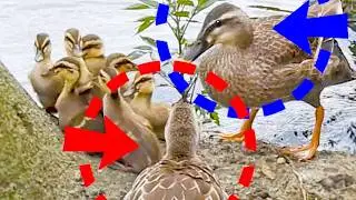 Sleeping duck family gets a surprise visitor