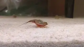 Longtail/Rice Tadpole Shrimp (Triops longicaudatus)