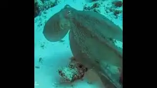 gurita indigo 🐙 lihat kecepatanya saat merubah bentuk dan warna kulitnya