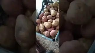 картошечка