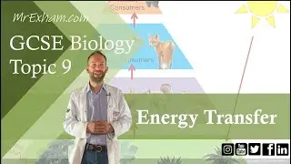 Food Chain Energy Transfer and Loss - GCSE Biology (9-1) 9.8B