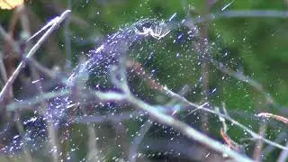 Female Filmy Dome Spider