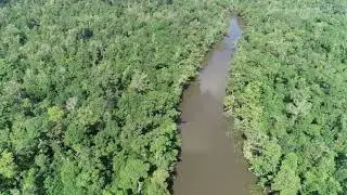 Pearl River: Ivory-billed Woodpecker Habitat in the Summer