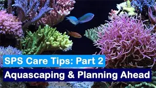 How to Keep SPS Coral Part 2: Aquascaping & Planning Ahead