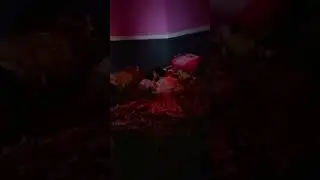 Bangun tidur yang di cari mamah nya