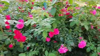 Huawei Nova 2i Review: Camera Test and Real Sample Video