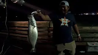 GIANT speckled trout