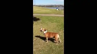 Aloha Jumping