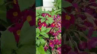 😋🌿Съедобный сорняк! 