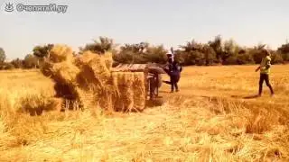 Преждевременная разгрузка сена