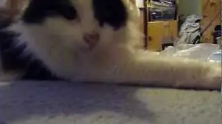 Really bad cat voice over