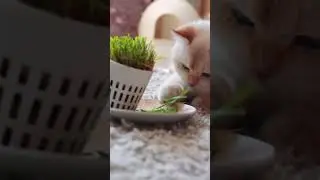 Зачем кошки нужна свежая зелень?