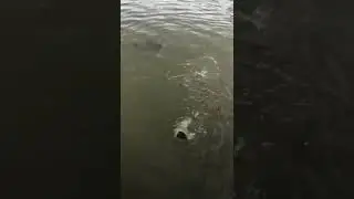 ração p/ os Peixes 🐠🐟