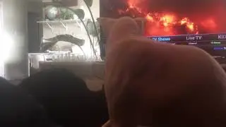 Smeagol fights Chewie
