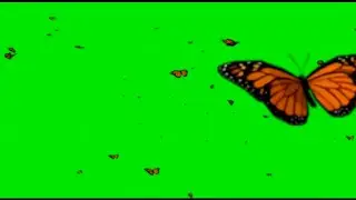 Butterfly green screen effect /free for download/free effect for chroma key