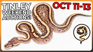 These are your Tinley weekend Morphmarket Auctions - Don't miss out! (10/11-10/13)