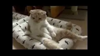 Улетное видео 348 выпуск